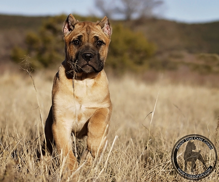 About Time Cane Corso Italiano - Genuine Versality!