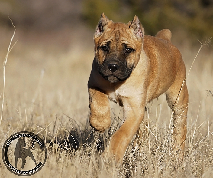 About Time Cane Corso Italiano - Genuine Versality!
