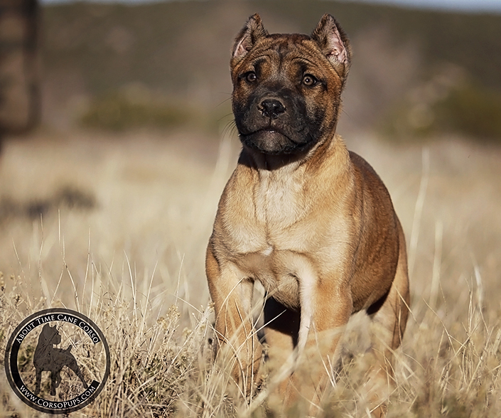 About Time Cane Corso Italiano - Genuine Versality!