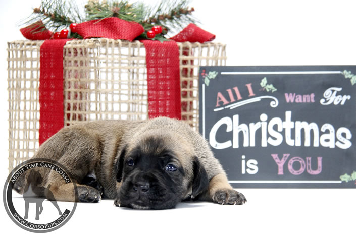 About Time Cane Corso Italiano - Genuine Versality!