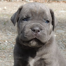 About Time Cane Corso Italiano - Genuine Versality!