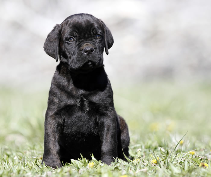 About Time Cane Corso Italiano - Genuine Versality!