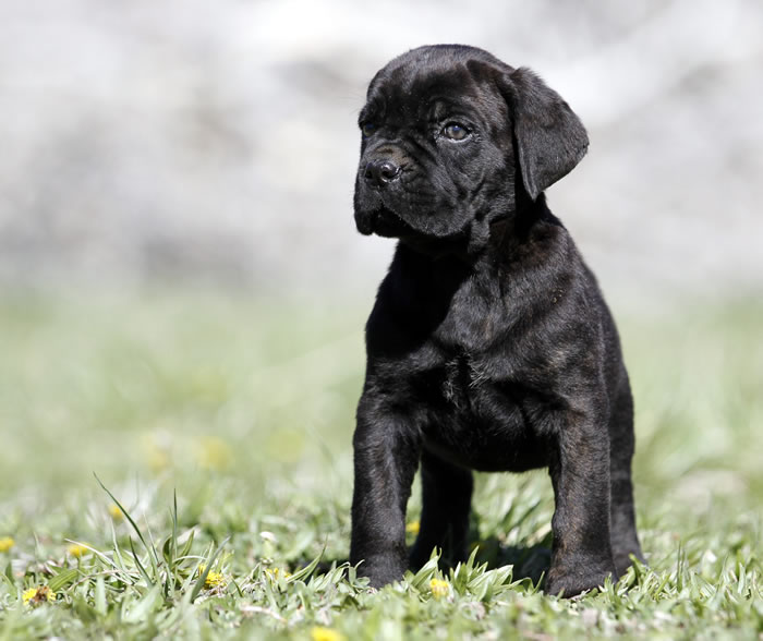 male cane corso puppies for sale