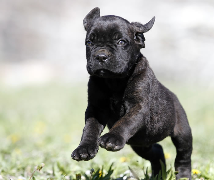 About Time Cane Corso Italiano - Genuine Versality!