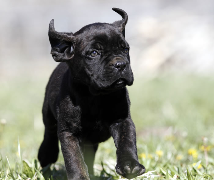 About Time Cane Corso Italiano - Genuine Versality!