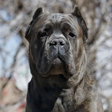 About Time's Italo, Blue Brindle Cane Corso Male
