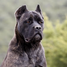 brindle female cane corso