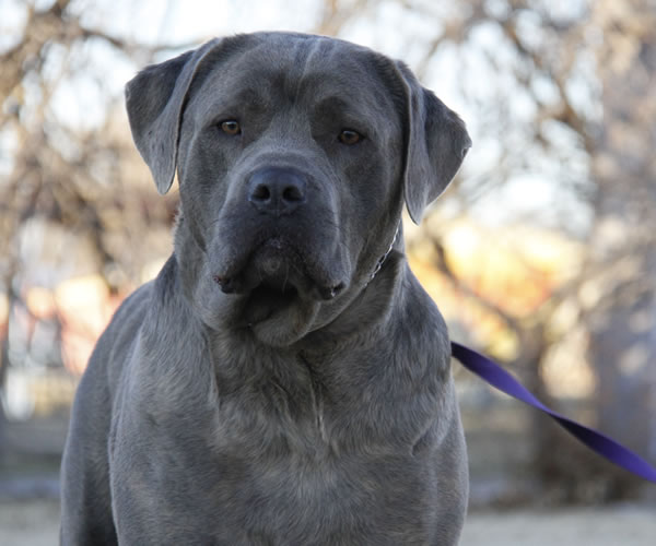 cane corso with floppy ears