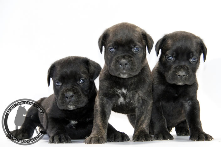 About Time Cane Corso Italiano - Genuine Versality!