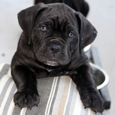 About Time Cane Corso Italiano - Genuine Versality!