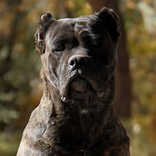 Miluna, Black Brindle Cane Corso Import Female