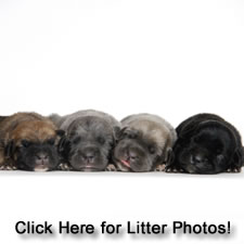 About Time Cane Corso Italiano - Genuine Versality!
