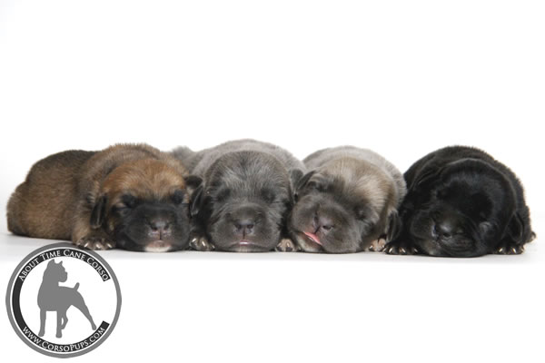 About Time Cane Corso Italiano - Genuine Versality!