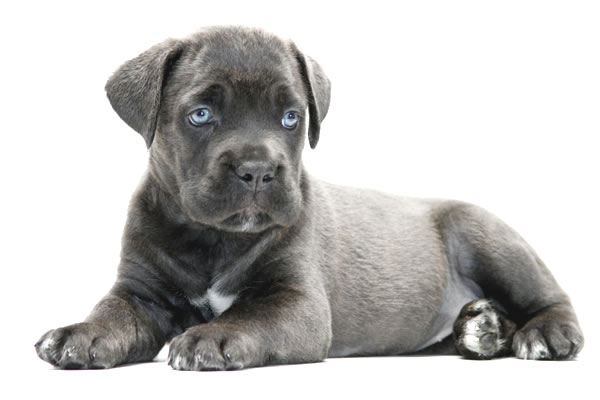 About Time Cane Corso Italiano - Genuine Versality!