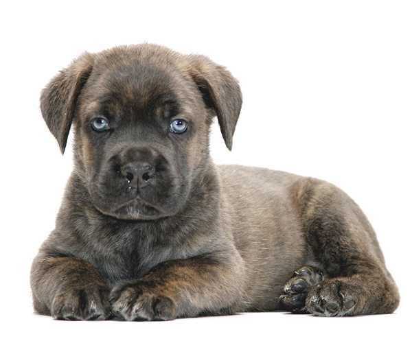 About Time Cane Corso Italiano - Genuine Versality!