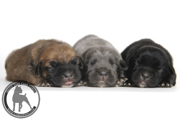 About Time Cane Corso Italiano - Genuine Versality!