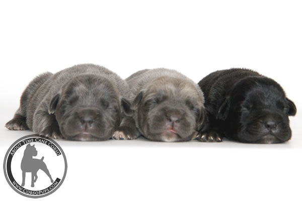 About Time Cane Corso Italiano - Genuine Versality!
