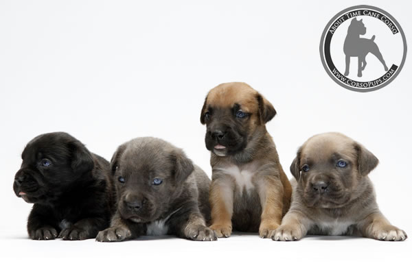 About Time Cane Corso Italiano - Genuine Versality!