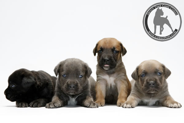 About Time Cane Corso Italiano - Genuine Versality!