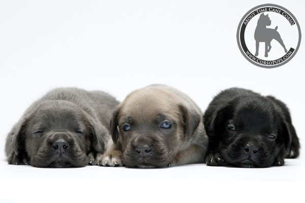About Time Cane Corso Italiano - Genuine Versality!