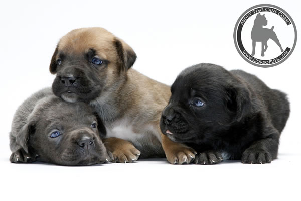 About Time Cane Corso Italiano - Genuine Versality!