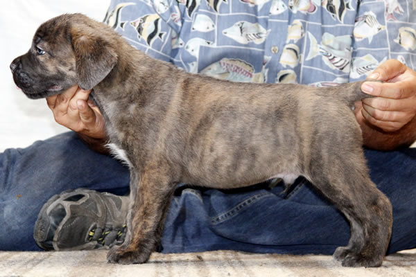 About Time Cane Corso Italiano - Genuine Versality!