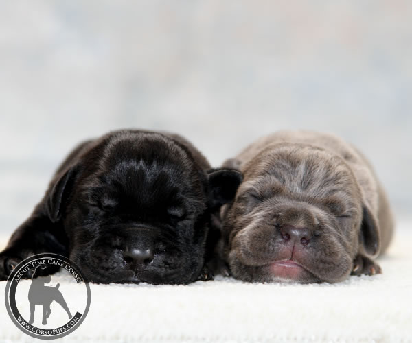 About Time Cane Corso Italiano - Genuine Versality!