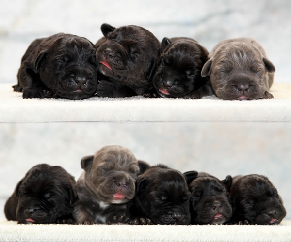 About Time Cane Corso Italiano - Genuine Versality!