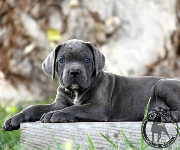 import cane corso puppies