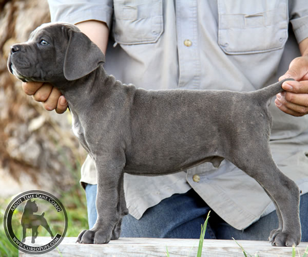 About Time Cane Corso Italiano - Genuine Versality!
