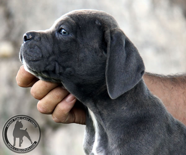 About Time Cane Corso Italiano - Genuine Versality!
