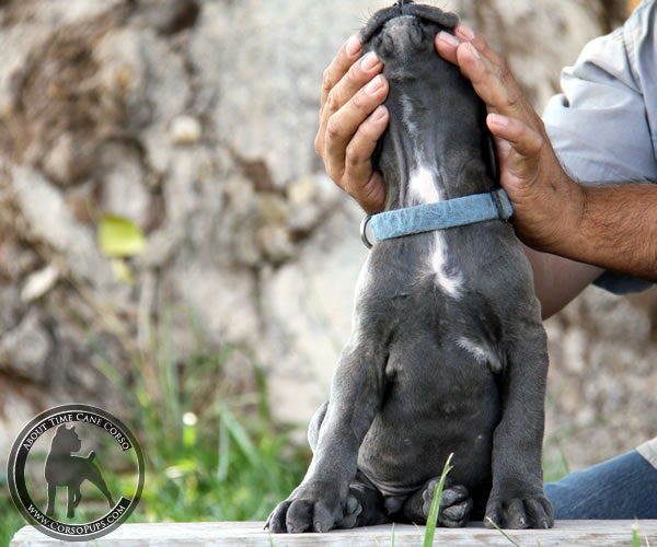 About Time Cane Corso Italiano - Genuine Versality!