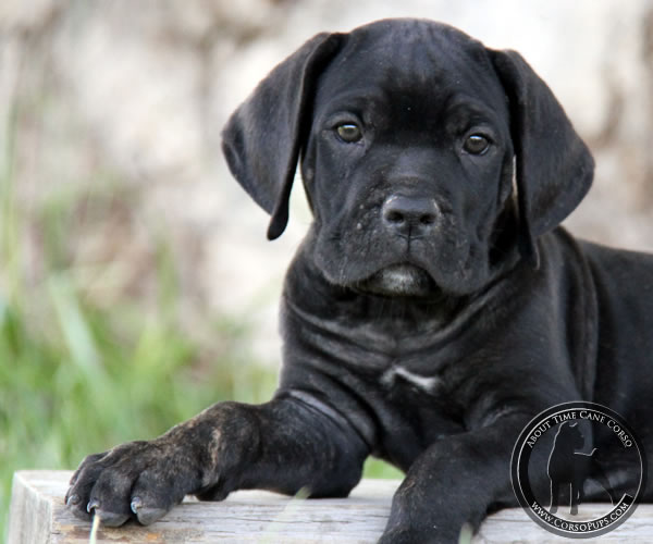 About Time Cane Corso Italiano - Genuine Versality!
