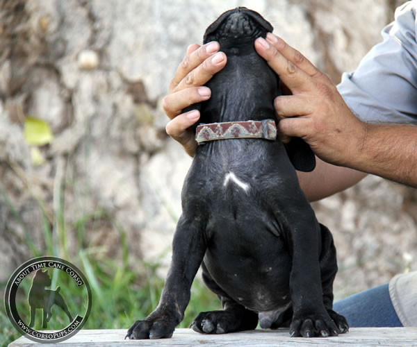 About Time Cane Corso Italiano - Genuine Versality!