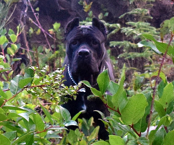 About Time Cane Corso Italiano - Genuine Versality!