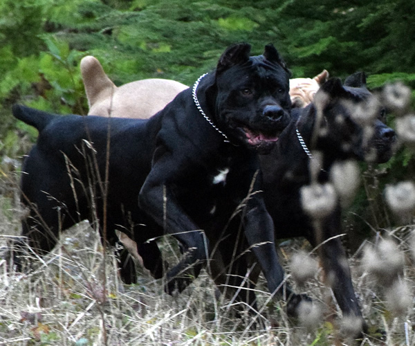About Time Cane Corso Italiano - Genuine Versality!