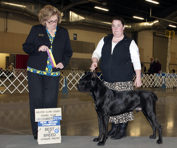 About Time Cane Corso Italiano - Genuine Versality!