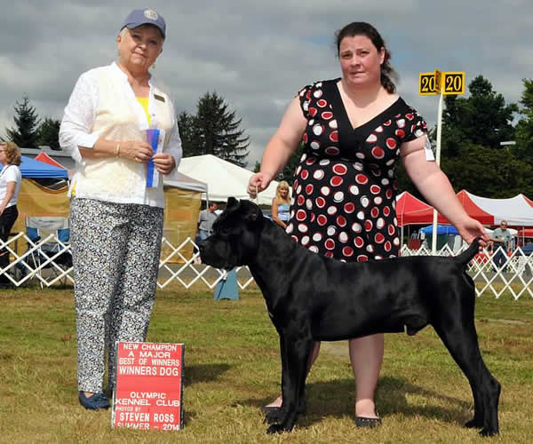 About Time Cane Corso Italiano - Genuine Versality!
