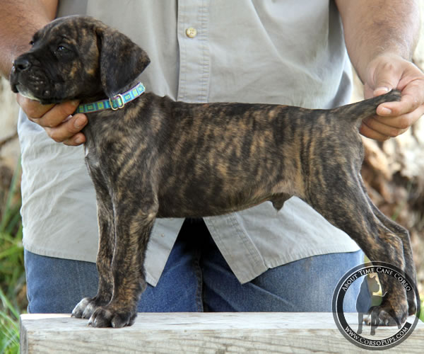 Bmw 2002 For Sale >> About Time Cane Corso Italiano - Breeder of Show, Working, Service, and Companion Dogs & Puppies Bmw 2002 For Sale >> About Time Cane Corso Italiano - Breeder of Show, Working, Service, and Companion Dogs & Puppies