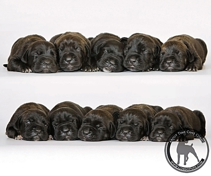 About Time Cane Corso Italiano - Genuine Versality!