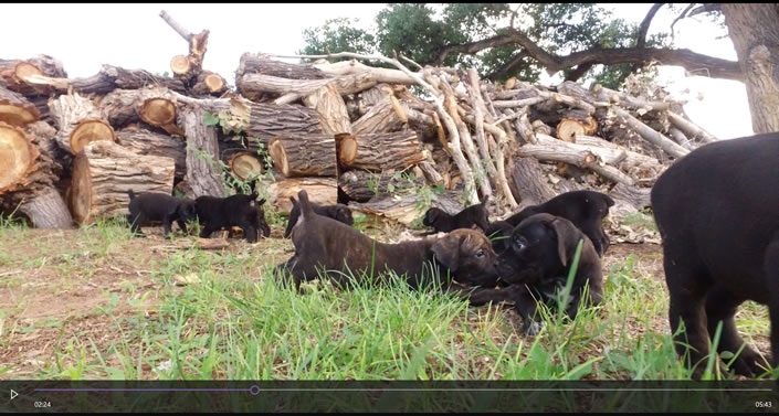 About Time Cane Corso Italiano - Genuine Versality!