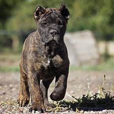 About Time Cane Corso Puppies for Sale