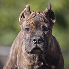 About Time Cane Corso Puppies for Sale