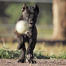 About Time Cane Corso Puppies for Sale