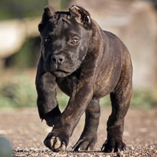 About Time Cane Corso Puppies for Sale