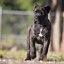 About Time Cane Corso Puppies for Sale