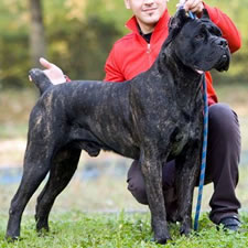 Italian Champion Prestige Corso of Bajer, Black Brindle Male, HD-C, Available for Sale in the US!