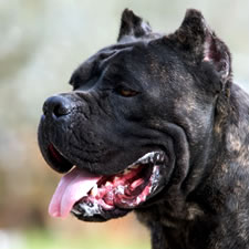 Italian Champion Prestige Corso of Bajer, Black Brindle Male, HD-C, Available for Sale in the US!