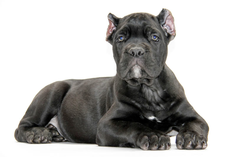 black corso puppies for sale about time corso italiano available for sale dogs puppies black corso puppies for sale about time corso italiano available for sale dogs puppies
