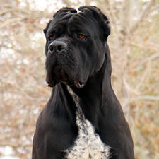 import cane corso puppies